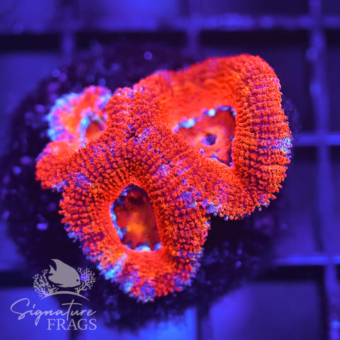 Rainbow Micromussa Lord (Acan Lord)