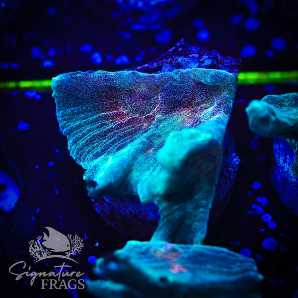 Exotic Rainbow Pectinia