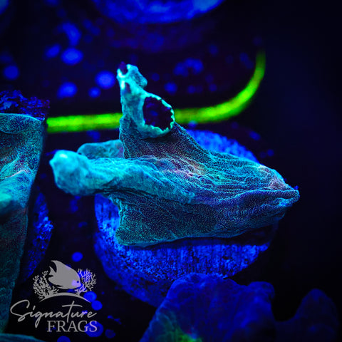 Exotic Rainbow Pectinia