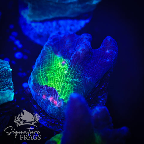 Purple Rainbow Pectinia