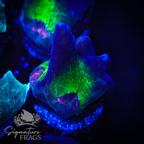 Purple Rainbow Pectinia