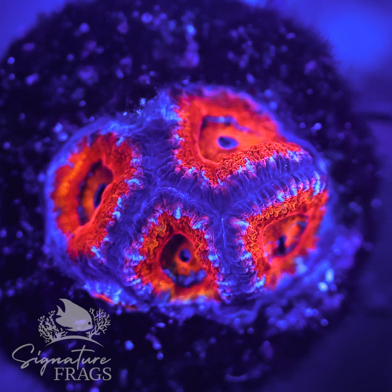 Rainbow Micromussa Lord (Acan Lord)