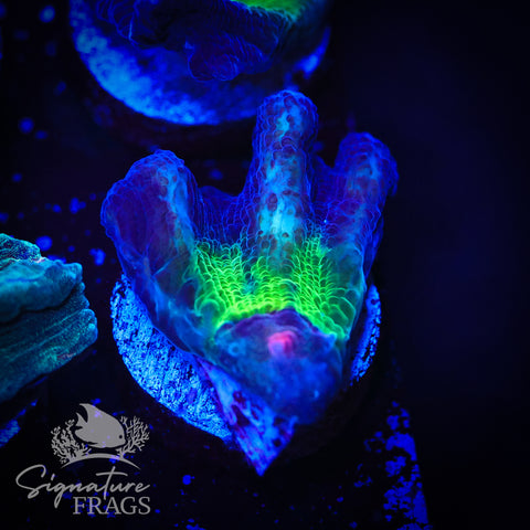 Purple Rainbow Pectinia