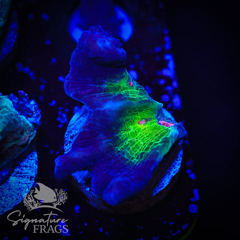 Purple Rainbow Pectinia