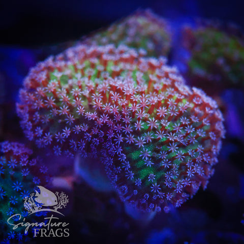 Green Flesh Toadstool