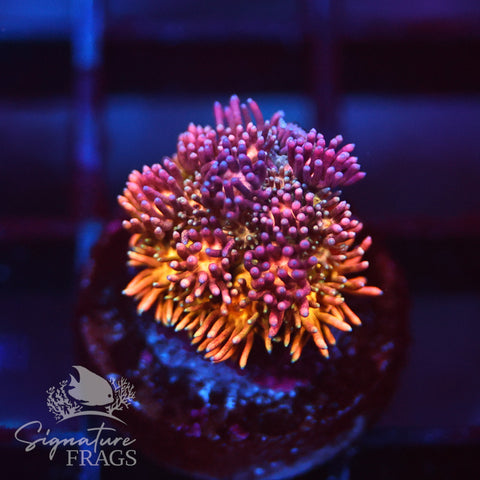 Neon Orange and Pink Speckled Goni