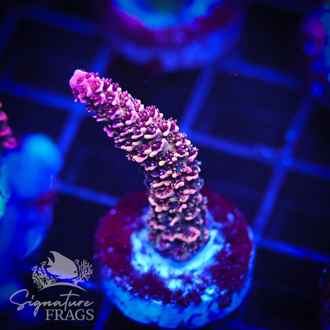 Rainbow Glitter Milli