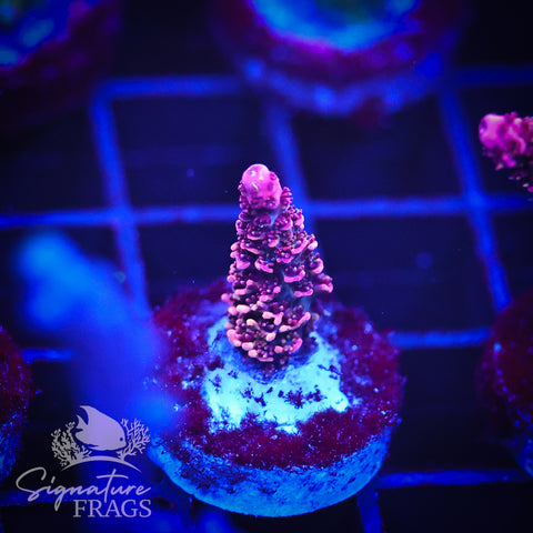 Rainbow Glitter Milli