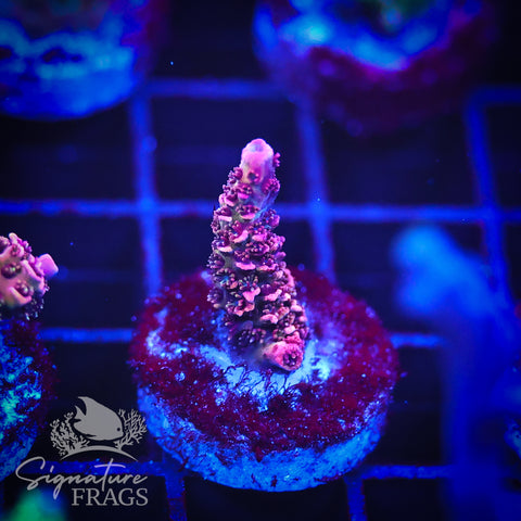 Rainbow Glitter Milli