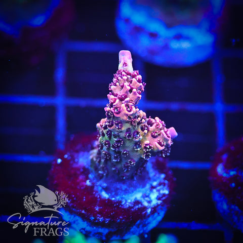 Rainbow Glitter Milli