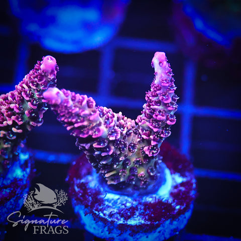 Rainbow Glitter Milli