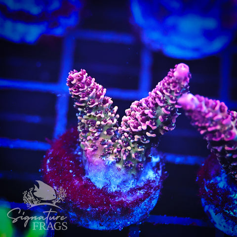 Rainbow Glitter Milli