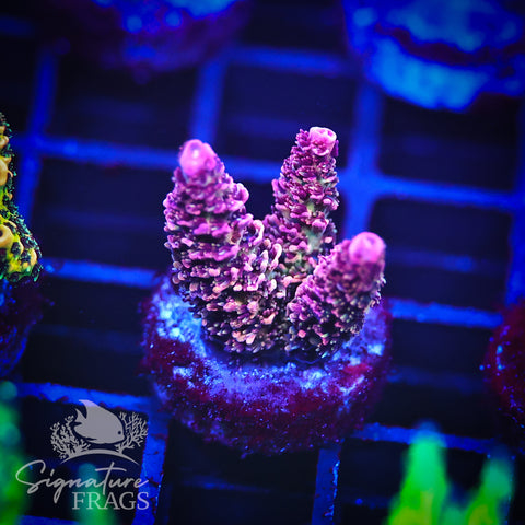 Rainbow Glitter Milli