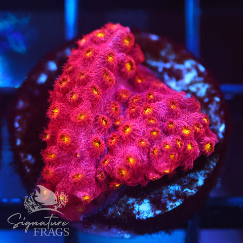 Bling Bling Cyphastrea