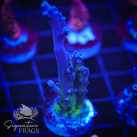 Purple & Blue Austera