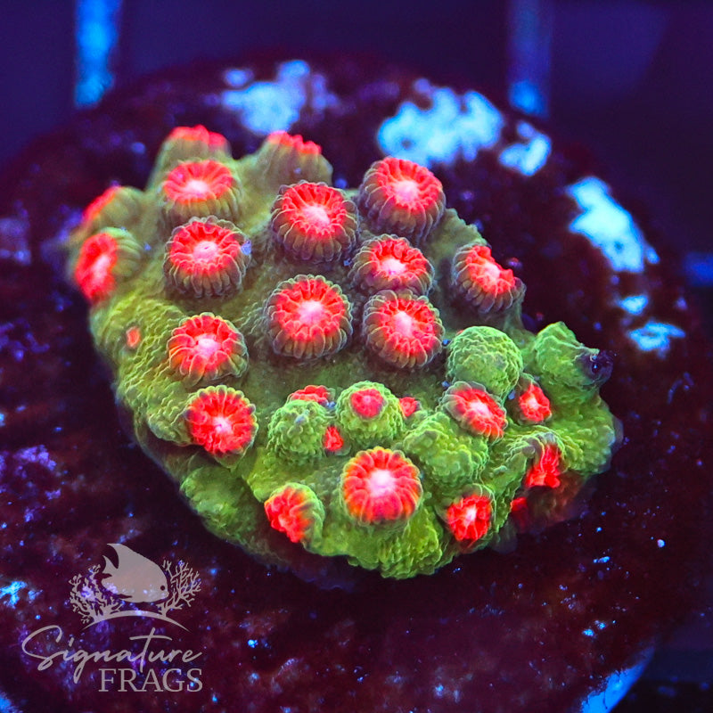 Jingle Bells Cyphastrea