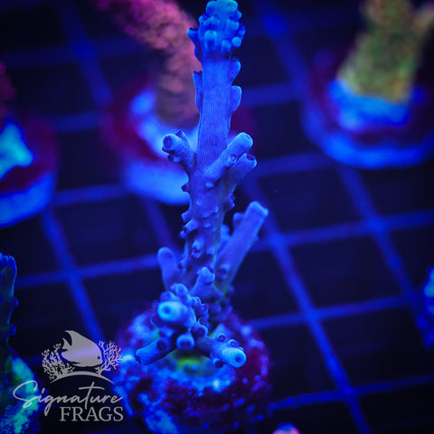 Purple & Blue Austera