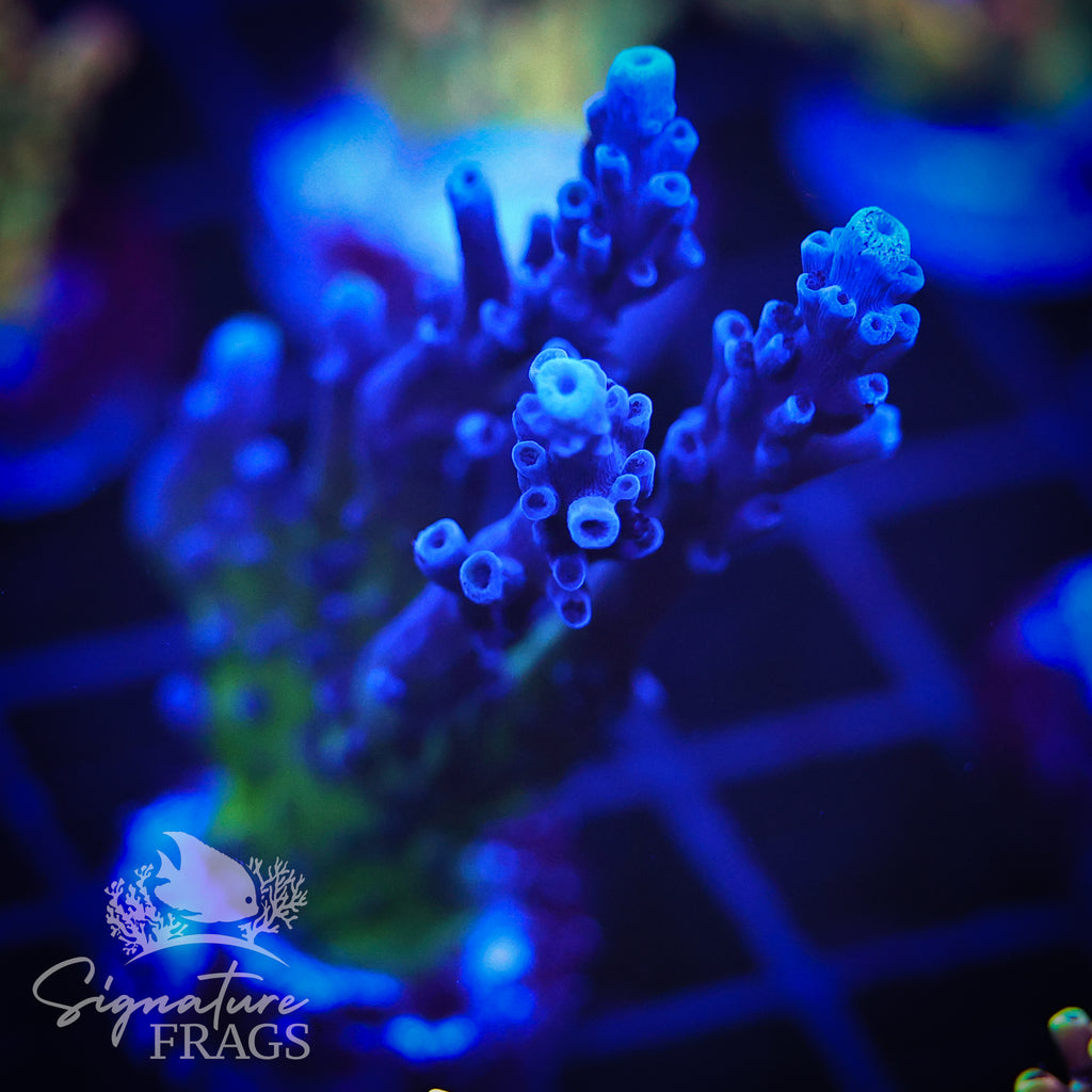 Purple & Blue Austera