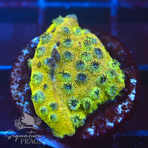 Lime Green Cyphastrea