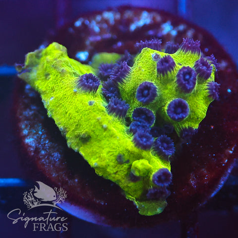 Mardi Gras Cyphastrea