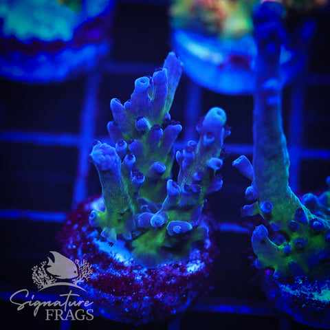 Purple & Blue Austera