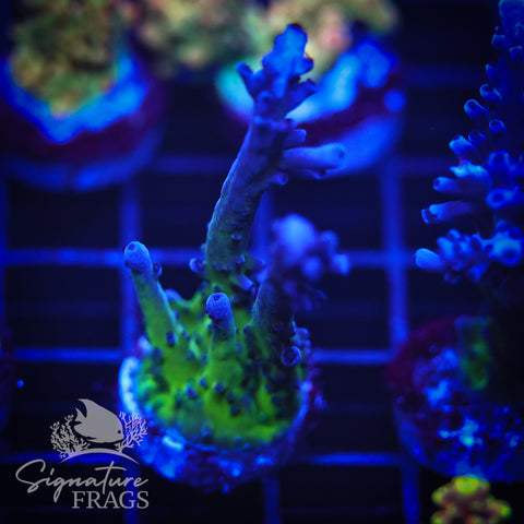 Purple & Blue Austera