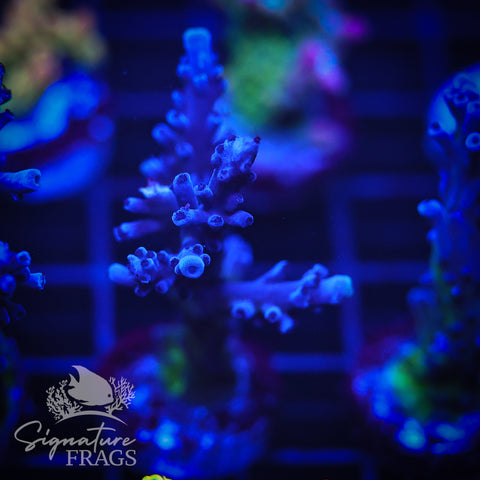 Purple & Blue Austera