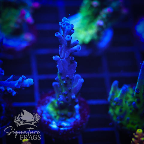 Purple & Blue Austera