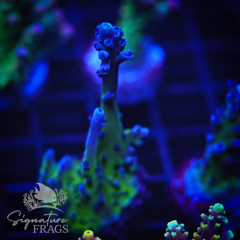 Purple & Blue Austera