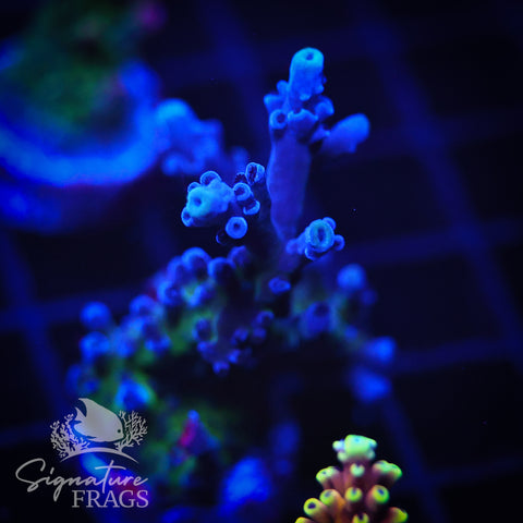 Purple & Blue Austera