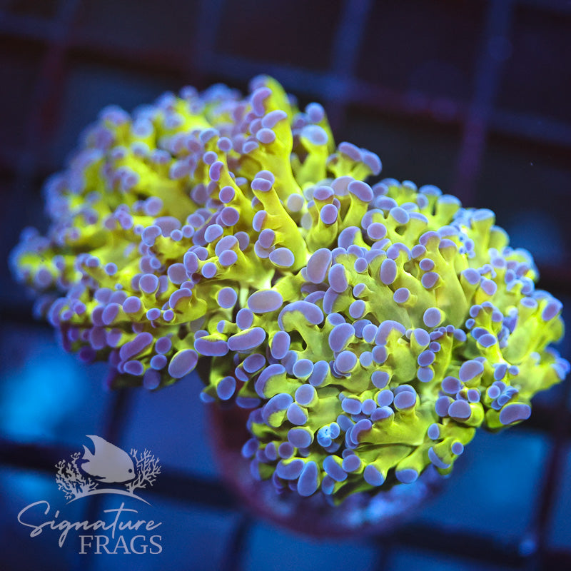 Frammer Coral