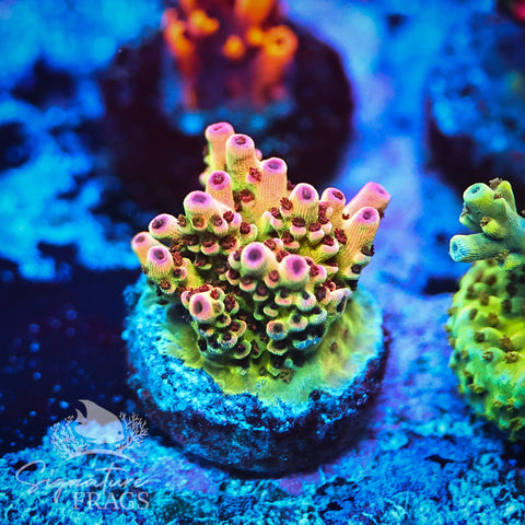 Tabling Acro Frag Pack - 25% Saving