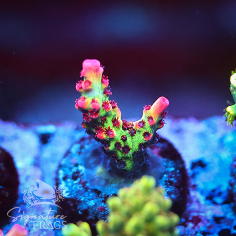 Tabling Acro Frag Pack - 25% Saving