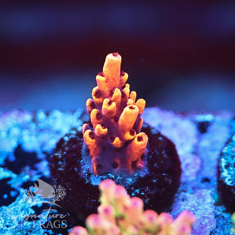 Tabling Acro Frag Pack - 25% Saving