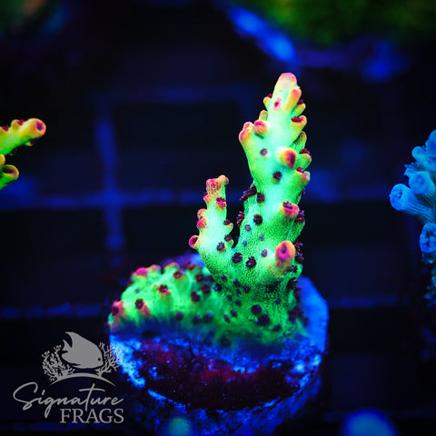 Strawberry Shortcake