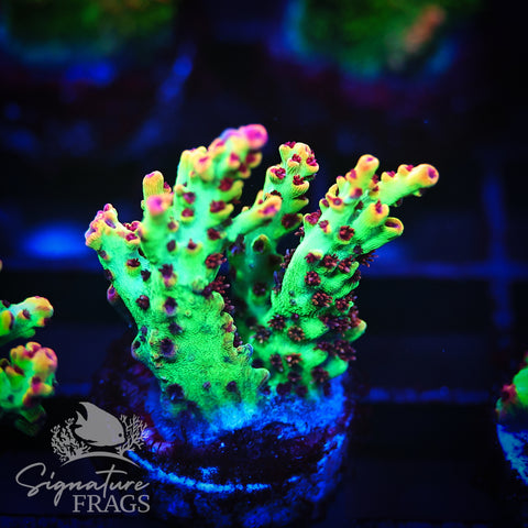 Strawberry Shortcake