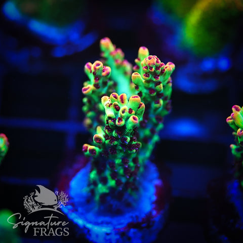 Strawberry Shortcake