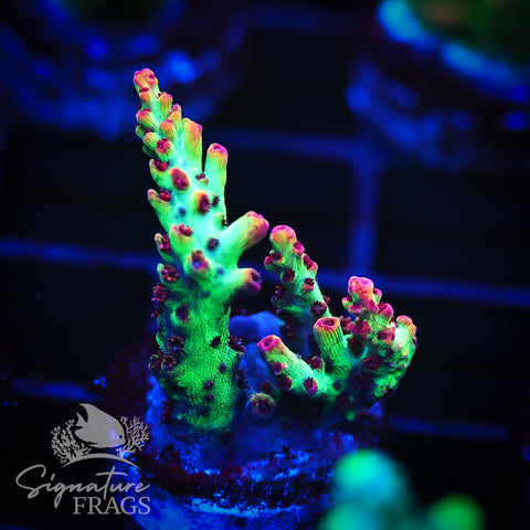 Strawberry Shortcake