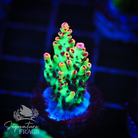 Strawberry Shortcake