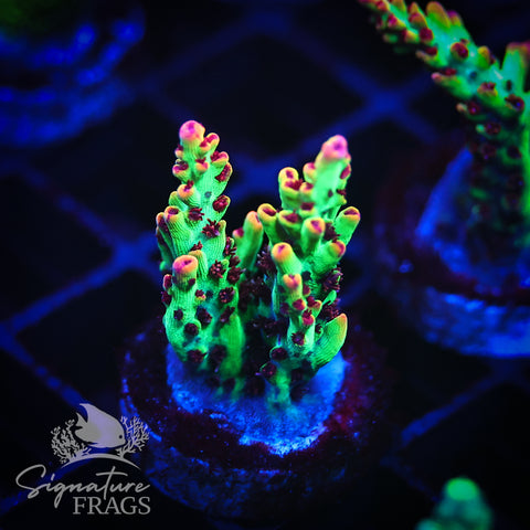 Strawberry Shortcake