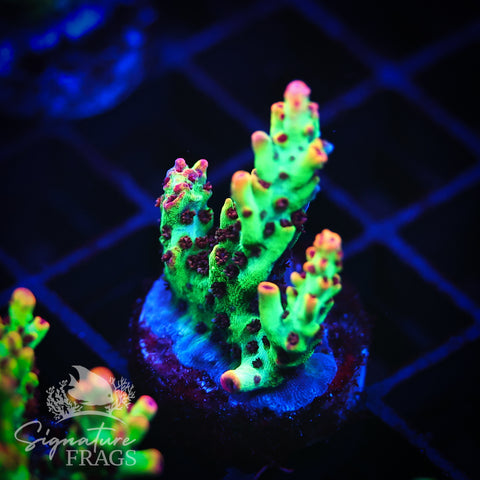 Strawberry Shortcake