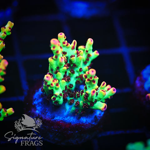 Strawberry Shortcake