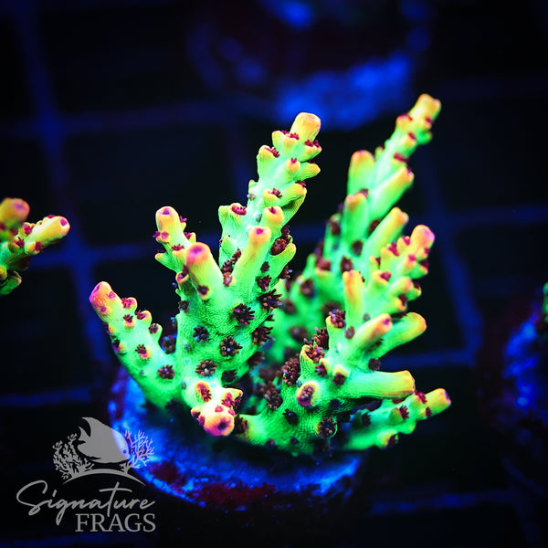 Strawberry Shortcake