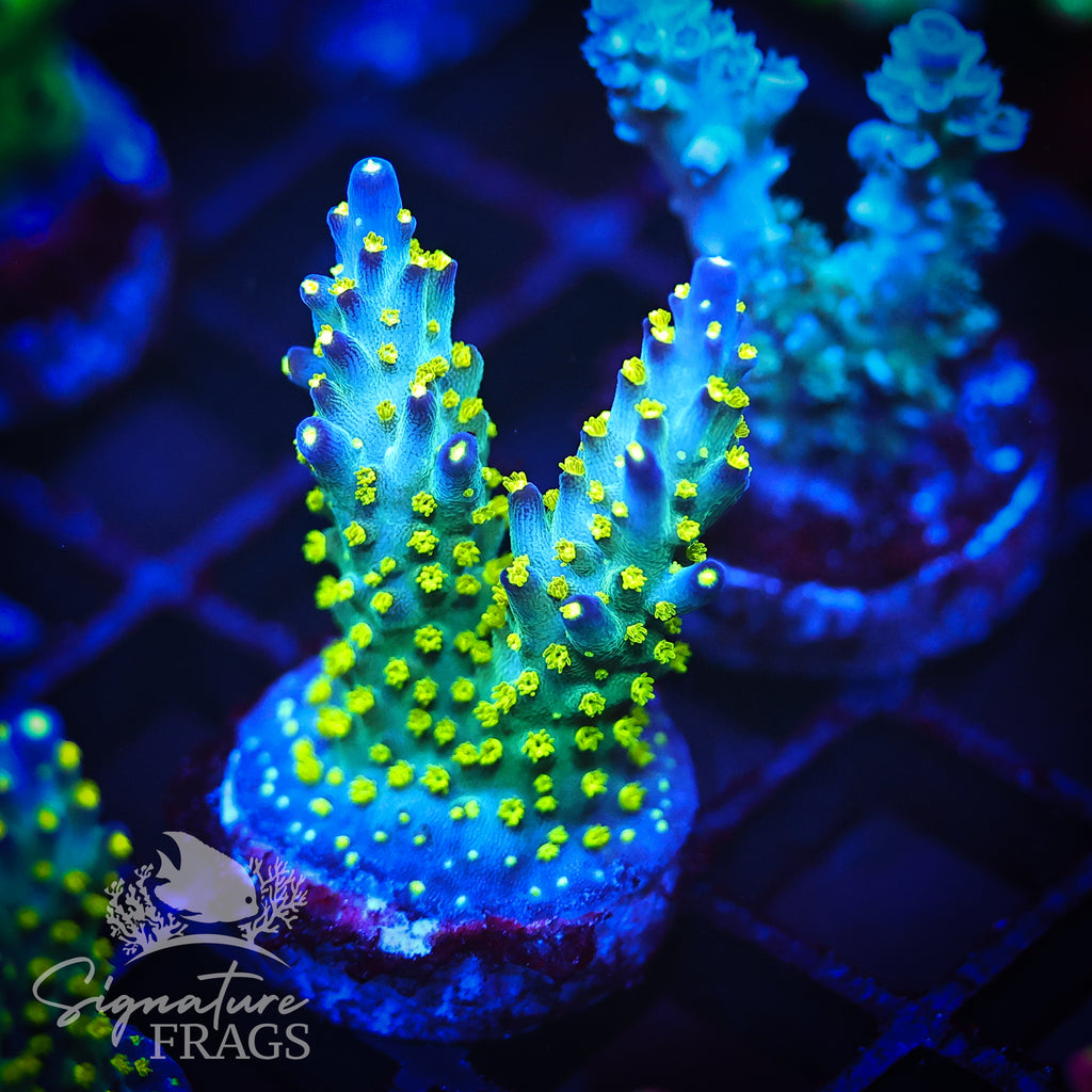 Nebula / Blue Berry Fields