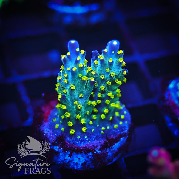 Nebula / Blue Berry Fields