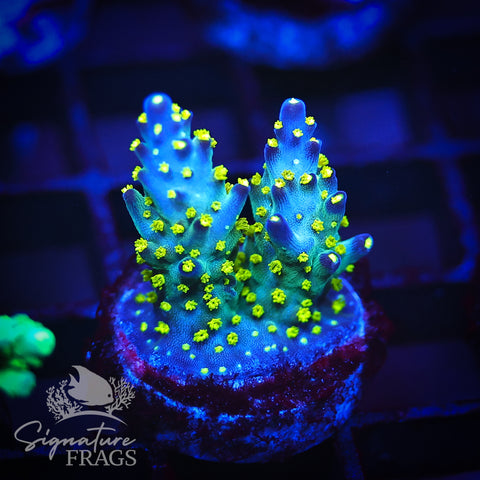 Nebula / Blue Berry Fields