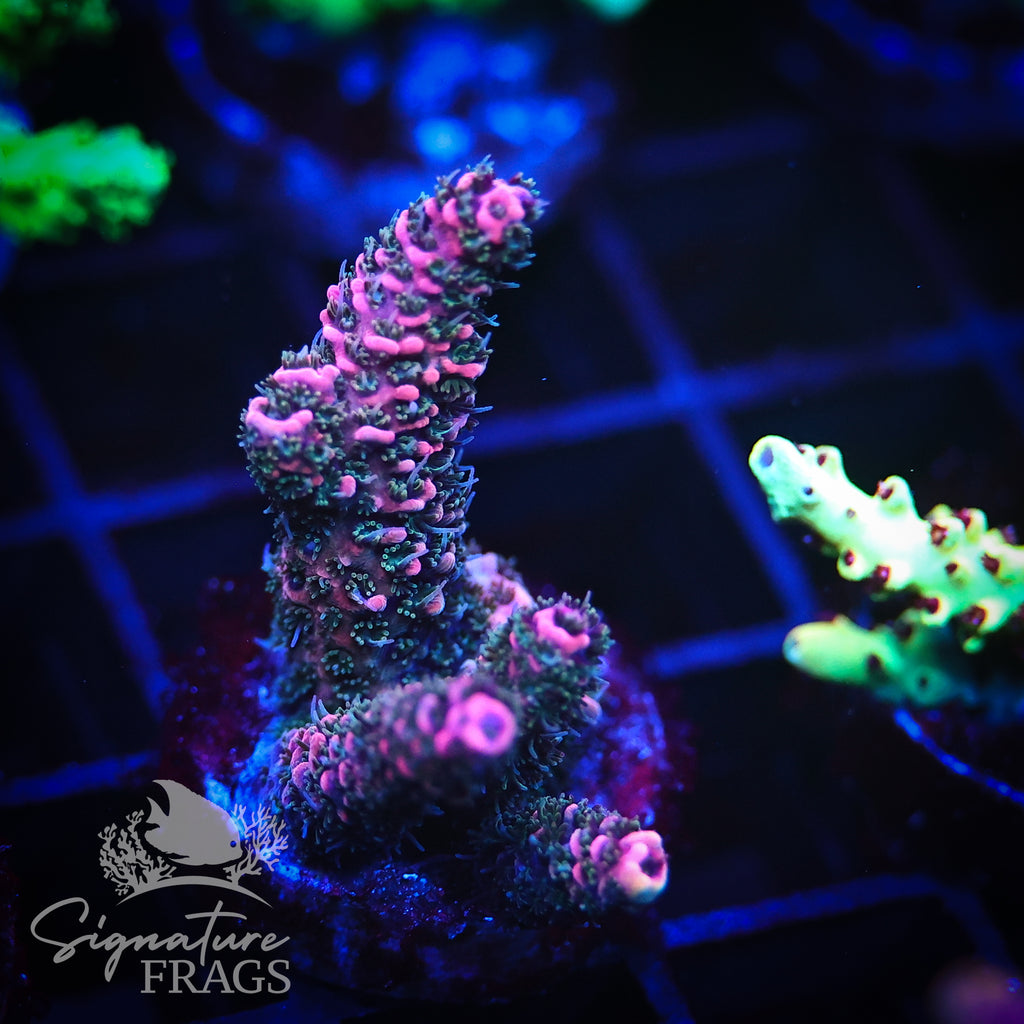 Blood Red Electric Milli