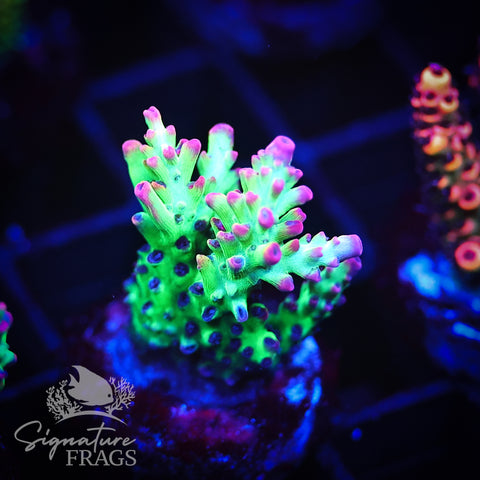 MBM Strawberry Shortcake