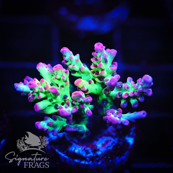 MBM Strawberry Shortcake