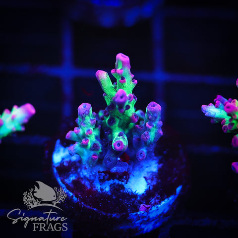 MBM Strawberry Shortcake